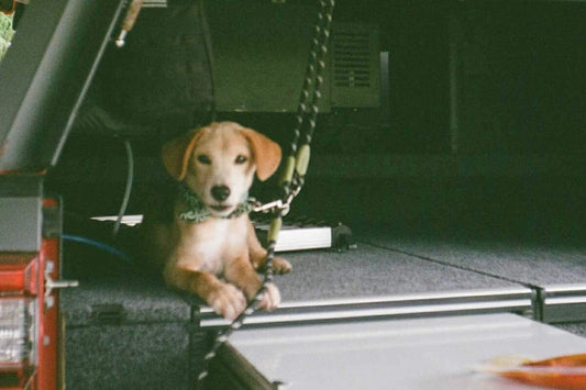 What to Bring When Glamping with Your Pets